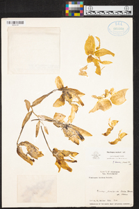 Stanhopea ruckeri image