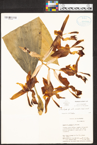 Stanhopea ruckeri image