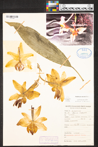 Stanhopea saccata image