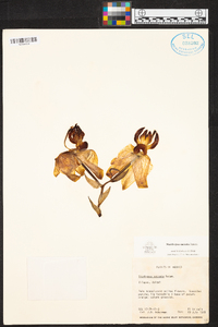 Stanhopea saccata image