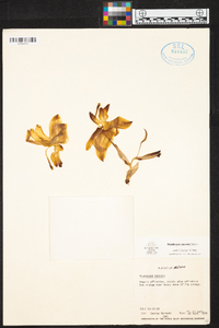 Stanhopea saccata image