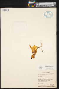 Stanhopea saccata image