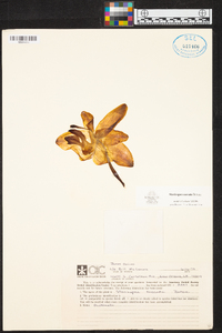 Stanhopea saccata image