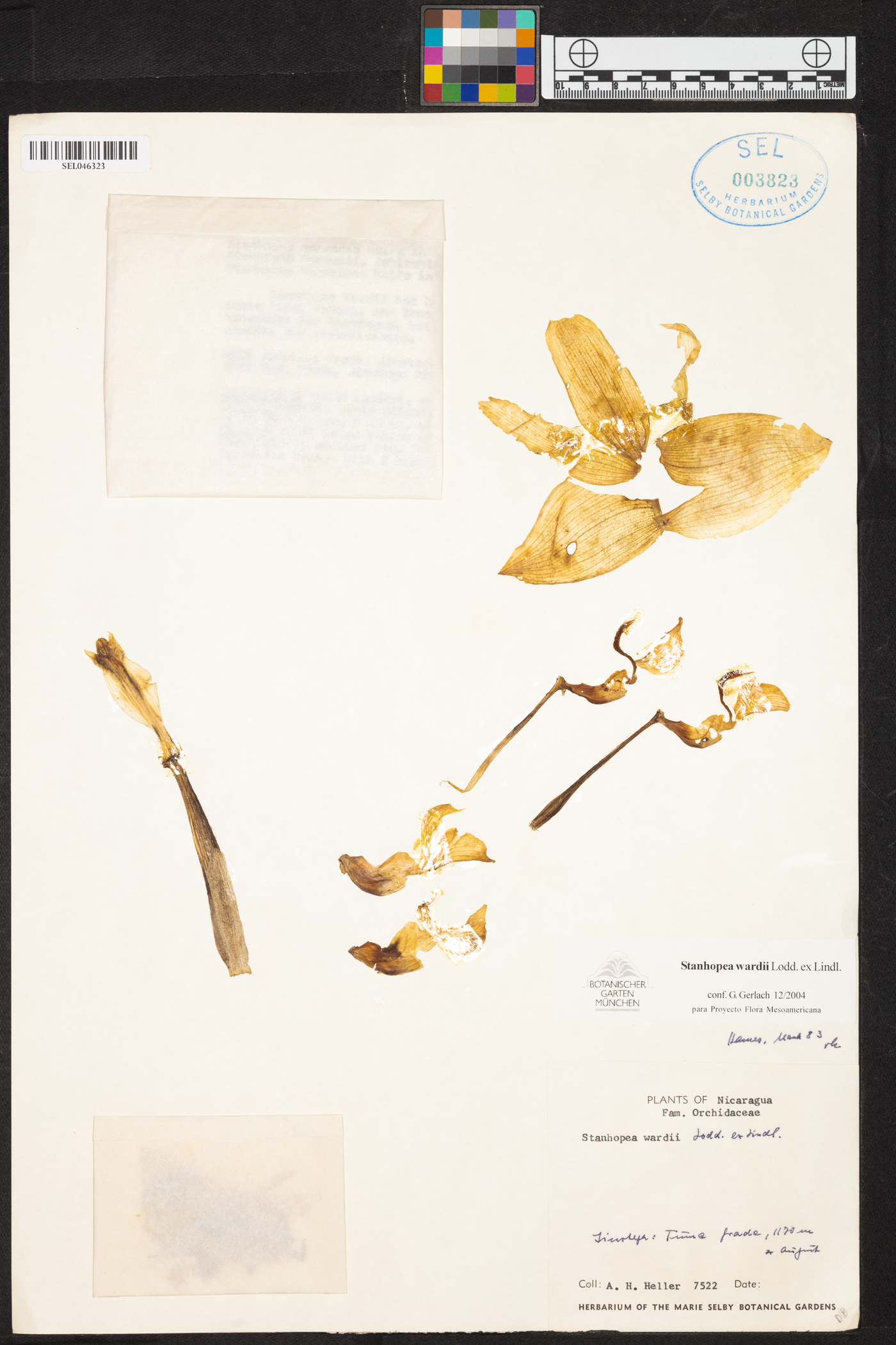 Stanhopea wardii image