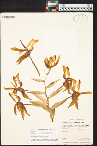 Stanhopea wardii image