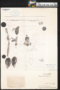 Stanhopea wardii image