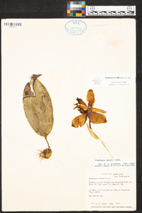 Stanhopea wardii image