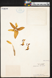 Stanhopea wardii image