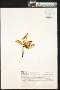 Stanhopea wardii image