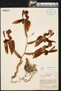 Stanhopea embreei image