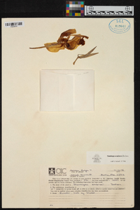 Stanhopea embreei image