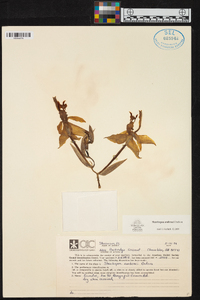 Stanhopea embreei image