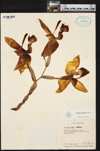 Stanhopea embreei image