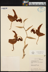 Stanhopea embreei image