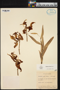Stanhopea florida image