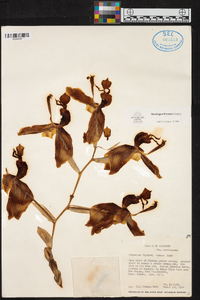 Stanhopea frymirei image