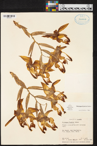 Stanhopea frymirei image