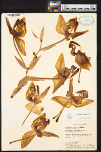 Stanhopea frymirei image