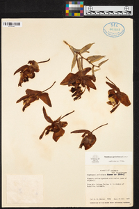 Stanhopea jenischiana image