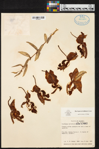 Stanhopea jenischiana image