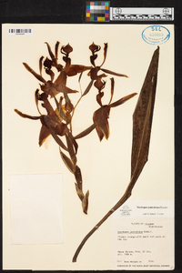 Stanhopea jenischiana image