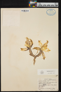 Stanhopea tricornis image