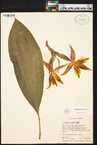 Stanhopea tricornis image