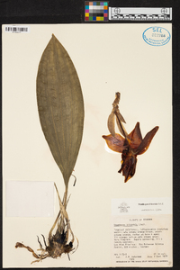 Stanhopea tricornis image