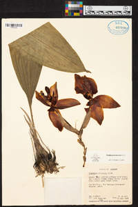 Stanhopea tricornis image