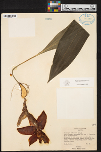 Stanhopea tricornis image