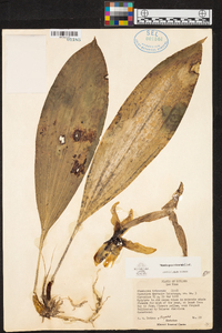 Stanhopea tricornis image