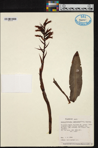 Stenorrhynchos speciosum image