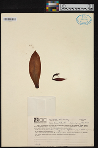 Stenorrhynchos speciosum image