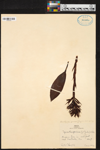 Stenorrhynchos speciosum image