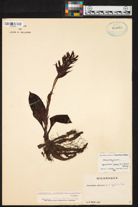 Stenorrhynchos speciosum image