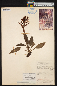 Stenorrhynchos speciosum image