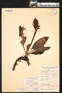 Stenorrhynchos speciosum image