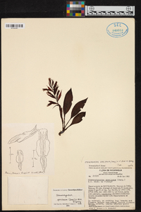 Stenorrhynchos speciosum image