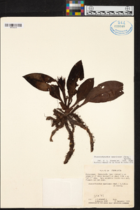 Stenorrhynchos speciosum image