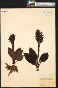 Stenorrhynchos speciosum image