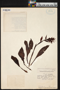 Stenorrhynchos speciosum image
