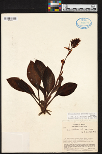 Stenorrhynchos speciosum image