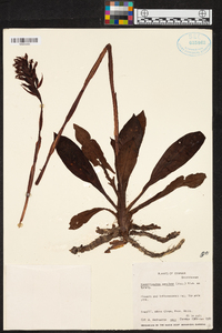 Stenorrhynchos speciosum image