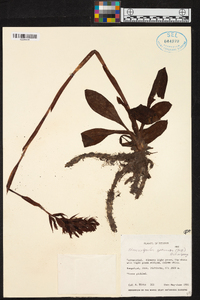 Stenorrhynchos speciosum image