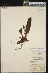Maxillaria moralesii image