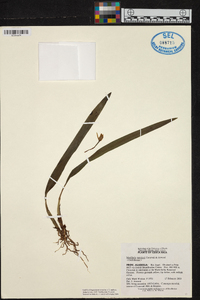 Maxillaria moralesii image
