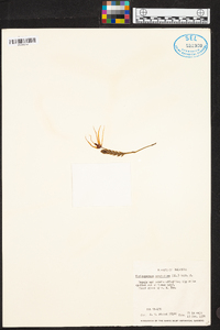 Thrixspermum centipeda image