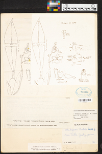 Rossioglossum krameri image