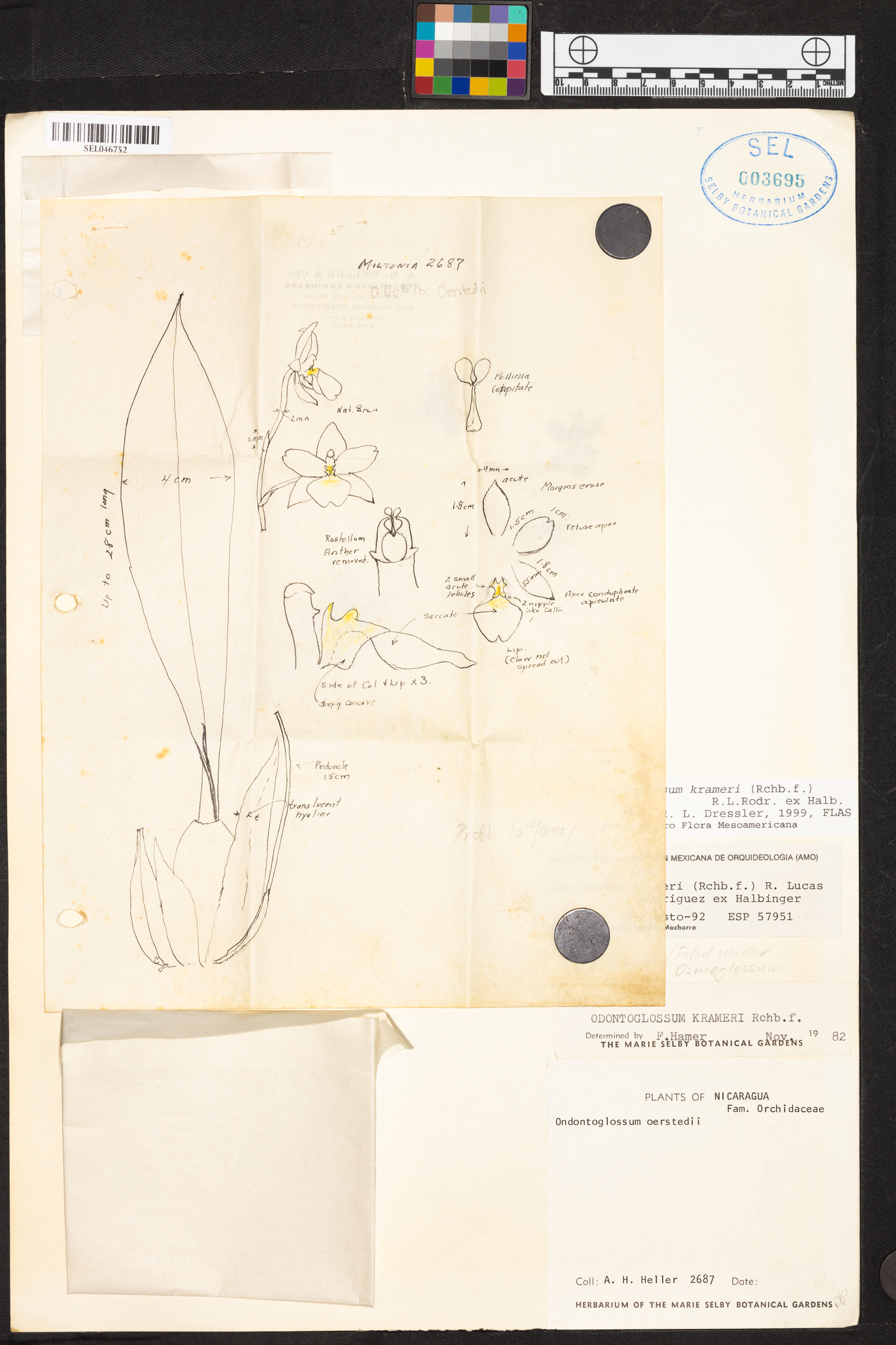 Rossioglossum krameri image