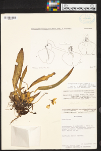 Rossioglossum krameri image